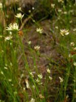 Attēlu rezultāti vaicājumam “Rhynchospora alba”