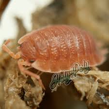 Attēlu rezultāti vaicājumam “Porcellio scaber”