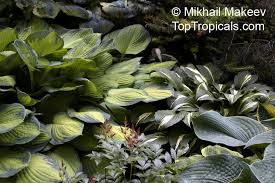 Attēlu rezultāti vaicājumam “Hosta sp. leaf”