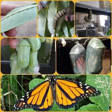 Image result for monarch caterpillar