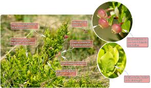 Attēlu rezultāti vaicājumam “Charissa ambiguata”