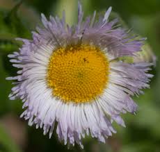 Attēlu rezultāti vaicājumam “Erigeron annuus flower”
