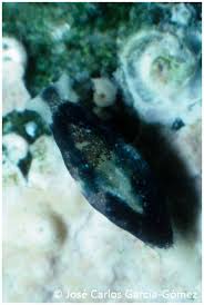 Attēlu rezultāti vaicājumam “Lophozia capitata”