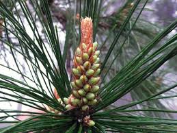 Attēlu rezultāti vaicājumam “Pinus pumila male flower”