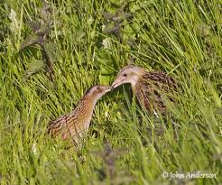 Image result for Crex crex