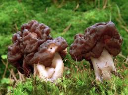 Attēlu rezultāti vaicājumam “Gyromitra esculenta”