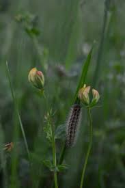 Attēlu rezultāti vaicājumam “Arctia caja larva”