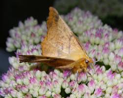 Attēlu rezultāti vaicājumam “Ennomos autumnaria”