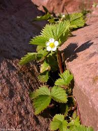 Attēlu rezultāti vaicājumam “Fragaria vesca flower”