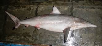 Image result for Carcharhinus brevipinna