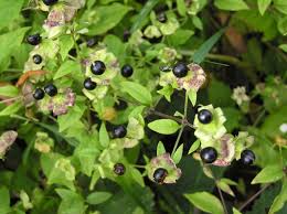 Attēlu rezultāti vaicājumam “Silene baccifera fruit”