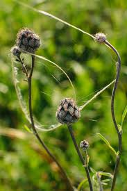 Attēlu rezultāti vaicājumam “Centaurea scabiosa bud”