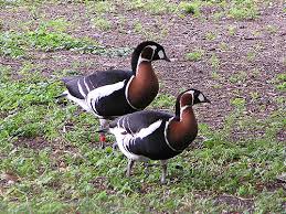 Attēlu rezultāti vaicājumam “Branta ruficollis adult”