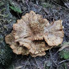 Attēlu rezultāti vaicājumam “Climacocystis borealis”