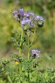 Image result for Phacelia