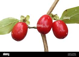 Attēlu rezultāti vaicājumam “Cornus mas fruit”