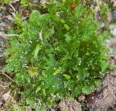Attēlu rezultāti vaicājumam “Anastrophyllum hellerianum”