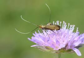 Attēlu rezultāti vaicājumam “Nemophora metallica”