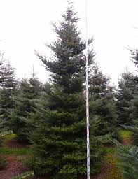 Attēlu rezultāti vaicājumam “Abies koreana”