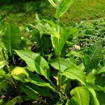 Attēlu rezultāti vaicājumam “Inula helenium leaf”