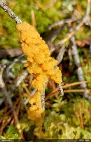 Attēlu rezultāti vaicājumam “Lignydium muscorum macro”