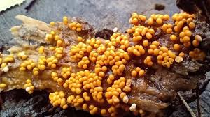 Attēlu rezultāti vaicājumam “Reticularia jurana macro”