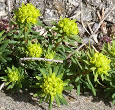 Attēlu rezultāti vaicājumam “Euphorbia cyparissias leaf”