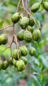 Attēlu rezultāti vaicājumam “Juncus bulbosus fruit”