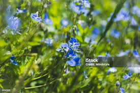 Attēlu rezultāti vaicājumam “Veronica officinalis flower”