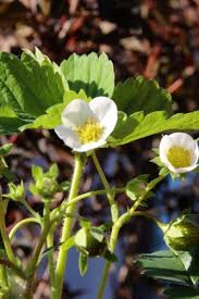 Attēlu rezultāti vaicājumam “Fragaria moschata flower”