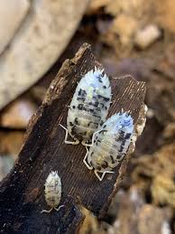 Attēlu rezultāti vaicājumam “Oniscus asellus”