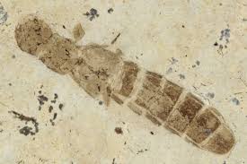 Attēlu rezultāti vaicājumam “Chrysolina staphylaea”