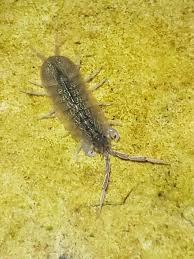 Attēlu rezultāti vaicājumam “Asellus aquaticus”