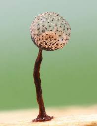 Attēlu rezultāti vaicājumam “Cribraria aurantiaca”