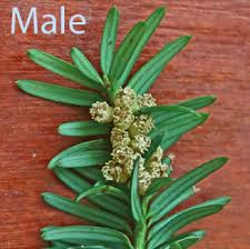 Attēlu rezultāti vaicājumam “Taxus baccata male flower”