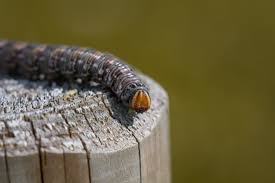 Attēlu rezultāti vaicājumam “Sphinx pinastri larva”