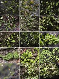 Attēlu rezultāti vaicājumam “Fissidens gracilifolius”