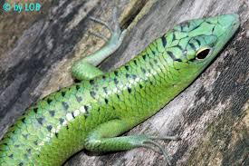 Risultati immagini per dasia smaragdina