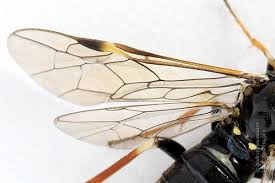 Attēlu rezultāti vaicājumam “Allantus cinctus”