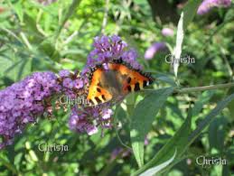 Attēlu rezultāti vaicājumam “Tetratoma fungorum”