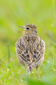 Attēlu rezultāti vaicājumam “Alauda arvensis”