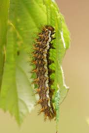 Attēlu rezultāti vaicājumam “Brenthis daphne upperside”