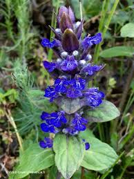 Image result for Ajuga reptans