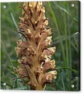 Attēlu rezultāti vaicājumam “Orobanche elatior”