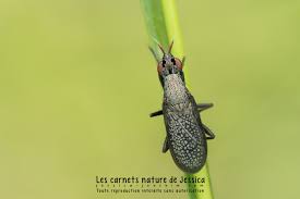 Attēlu rezultāti vaicājumam “Coremacera marginata”