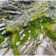 Attēlu rezultāti vaicājumam “Gyroweisia tenuis”