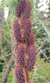 Attēlu rezultāti vaicājumam “Larix”