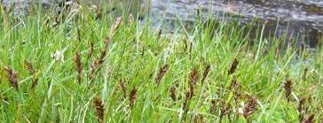 Attēlu rezultāti vaicājumam “Blysmus compressus fruit”