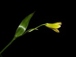 Attēlu rezultāti vaicājumam “Gagea lutea bud”