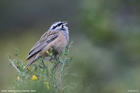 Image result for Emberiza cia